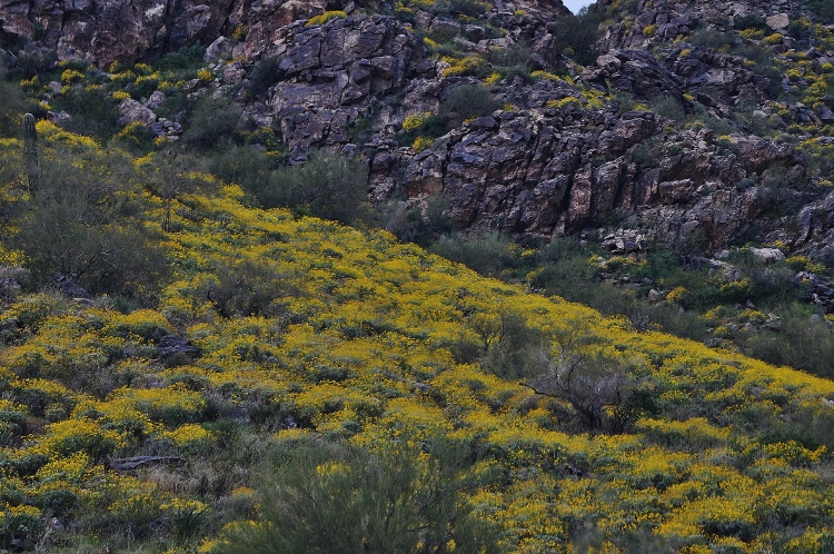 hills with brittlebush